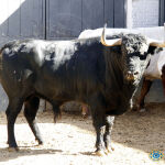 «Cigarro», toro de Valdefresno que será lidiado en segundo lugar por Fortes