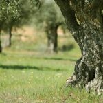 La capacidad de la biosfera de absorber el CO2 de la atmósfera, al límite