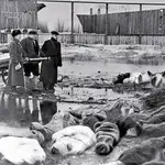 La atrocidad del sitio de Leningrado se traducía en cadáveres a diario en la ciudad rusa