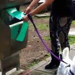 Los ayuntamientos buscan todo tipo de medidas para eliminar los excrementos de sus calles.