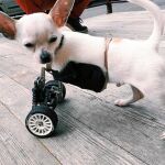 Uno de los perros para los que Jaime I. Álvarez (a la derecha, en su taller) ha creado una singular silla de ruedas