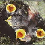 Las aves dan de comer primero a los polluelos más fuertes