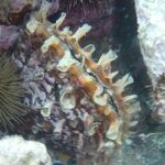 Imagen de una nacra, una de las especies en peligro que alberga la Cala de las Sardinas