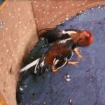 Imagen de una de las peleas de gallos. Archivo