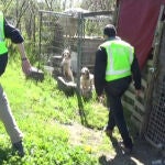Detenido por entrenar a perros para peleas ilegales