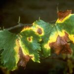 La «Xylella Fastidiosa» genera estragos en los vegetales, provocando que vayan muriendo lentamente e infectando a plantas cercanas