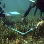 Voluntarios midiendo la cobertura de la posidonia