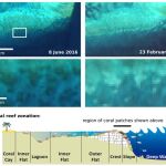 Avance de la decoloración de los corales, según las imágenes tomadas por Sentinel-2