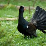 Muere un urogallo en Benasque tras ser acosado por turistas