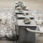 Ya se han sacrificado más de 17.000 aves