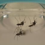 La vacuna ha sido eficaz en modelos con animales