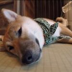 Esta iniciativa tiene revolucionados a los japoneses y ahora ha cundido el ejemplo con otros animales, de lo más peculiar, cabras o erizos a la hora del café. Foto: atlas-news.com