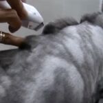 El perro-león y el gato-dragón, nueva tendencia en Taiwán
