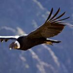 La incógnita del cóndor, el rey de los Andes de Perú