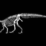 Un estudio reciente muestra el descubrimiento de una nueva especie de dinosaurio sauropodomorfo llamado Sefapanosaurus zastronensis. Imagen: gentileza investigadores.