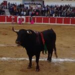 Novillo de Fuente Ymbro indultado en Sopuerta