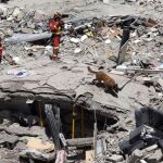 Un perro especialista en la búsqueda de personas trabaja entre los escombros bajo la supervisión de los bomberos