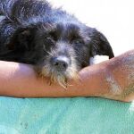 Algunas playas de España sí permiten el acceso de perros junto a sus dueños