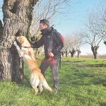 Teseo, el primer perro adiestrado para buscar escarabajos