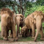 Una empleada de ACNUR en Tailandia muere arrollada por una manada de elefantes