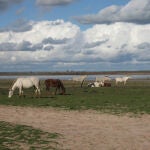 Una imagen del invierno en Doñana