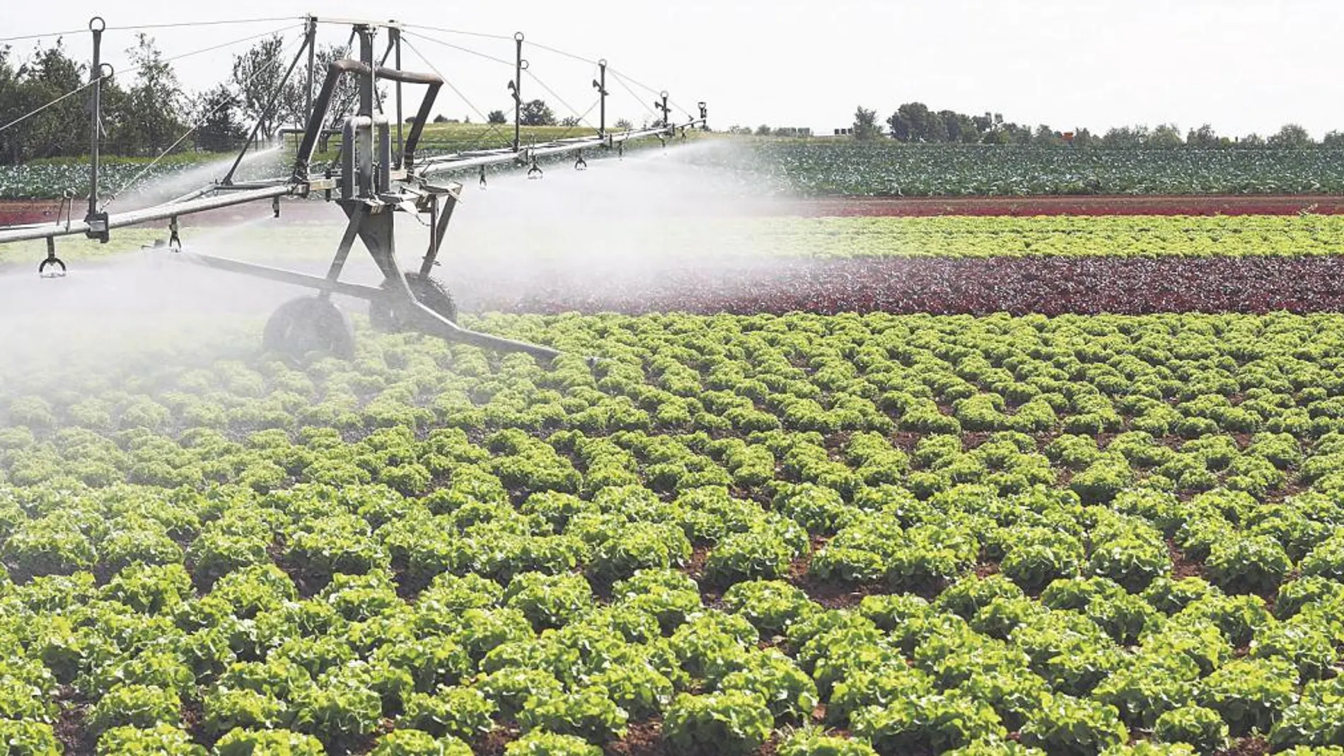 España es referente en Europa en cuanto a la tecnología utilizada en los regadíos para ahorrar agua