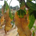 Una hoja afectada por la bateria Xylella