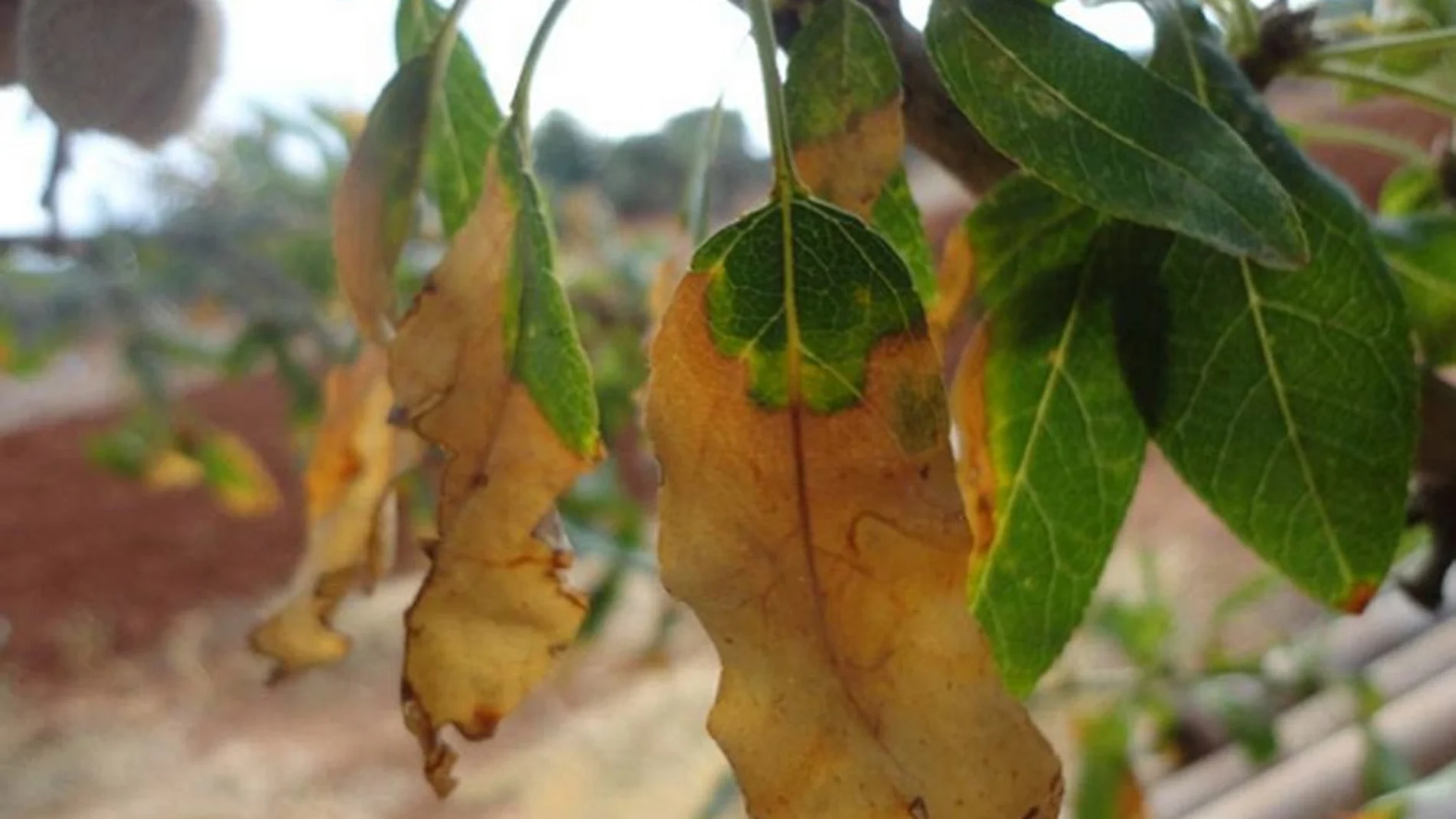 Una hoja afectada por la bateria Xylella