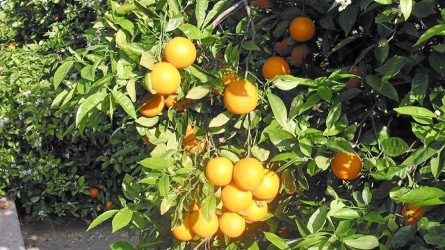 Las comarcas de l'Horta Sud y Utiel-Requena son las más afectadas por los robos en estos momentos