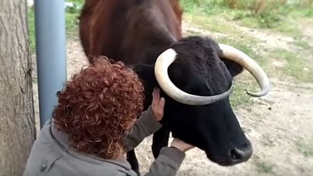 La vaca Margarita