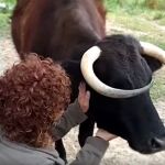 La vaca Margarita