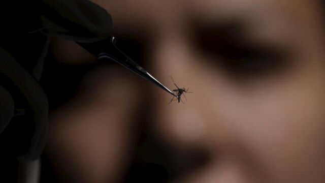 Sanidad confirma un segundo caso de malformación cerebral en un feto por zika
