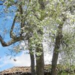 Peral de la Hiruela. La Hiruela. No era habitual este tipo de árboles en la zona hasta que Ángel Serrano lo plantó hace 200 años y se convirtió en todo un éxito.