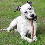 Motas, un «cachorro» de dos años