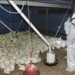 Esta misma semana se hanasacrificado más de 600 patos en Francia