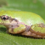 Rana arborícola japonesa (Hyla japonica)