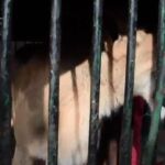 Los animales eran utilizados en un circo