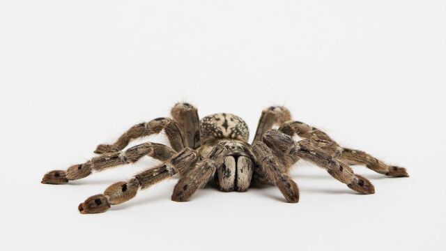 Fotografía facilitada por Nature de un ejemplar de tarántula Heteroscodra maculata. Científicos estadounidenses han descubierto, a través de los efectos del veneno de una especie de tarántula, cómo se activan ciertos canales del dolor en el sistema nervioso, lo que contribuirá a la investigación de nuevos tratamientos médicos, publica la revista «Nature».