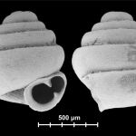 Concha del caracol Angustopila Dominikae