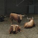 Toros de Jandilla en los corrales de Pamplona