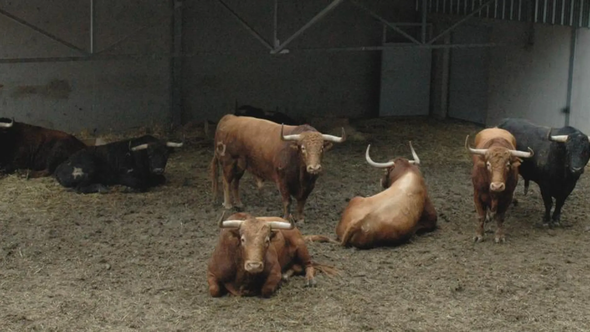 Toros de Jandilla en los corrales de Pamplona