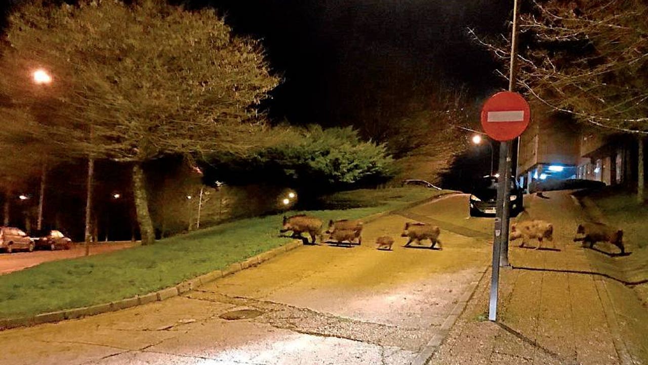 Jabalíes en la urbanización