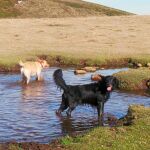 Un mes antes de que Zar y Bela, en la imagen, tuvieran un triste final, al perro de un vecino de Fresno del Río, en Cantabria, le habían disparado en la oreja