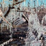 Cultivos con hielo tras el paso de una fuerte helada
