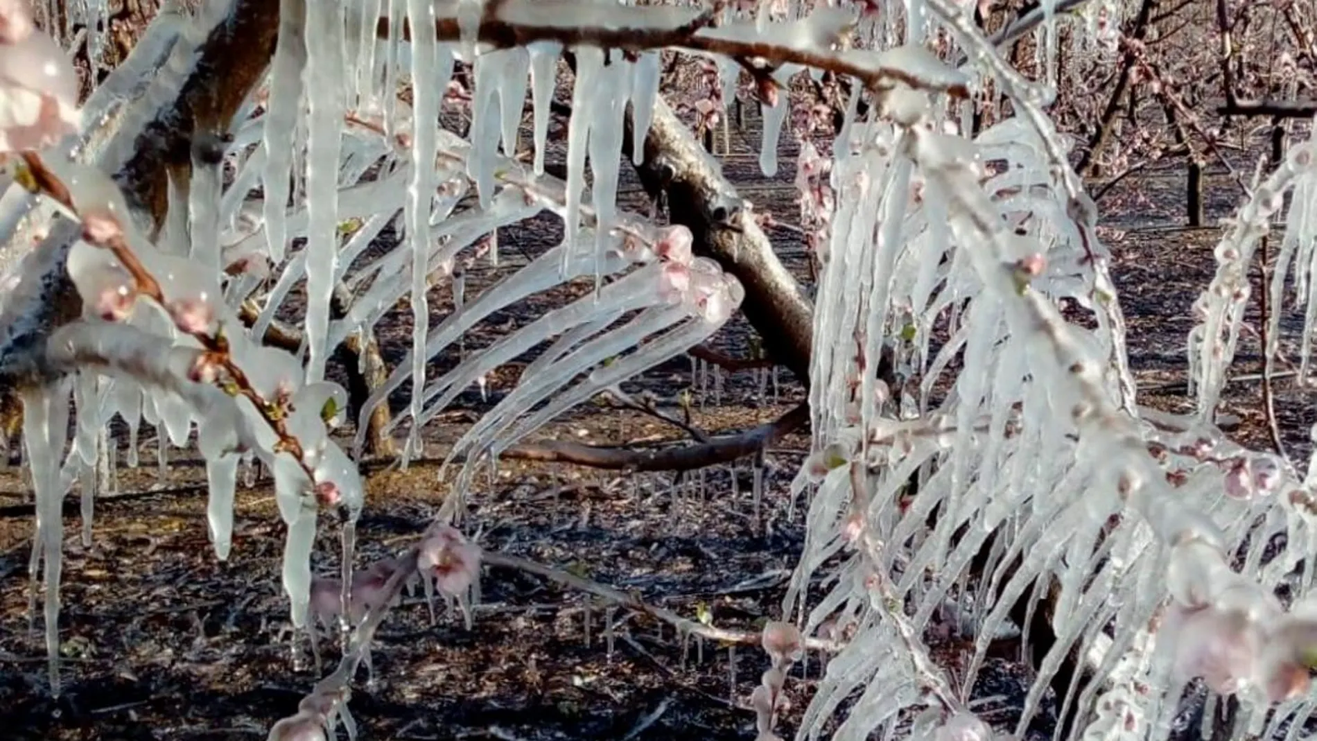 Cultivos con hielo tras el paso de una fuerte helada
