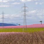 Melocotoneros en flor, en el campo de Cieza (Murcia)
