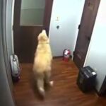 El inteligente animal abriendo una puerta
