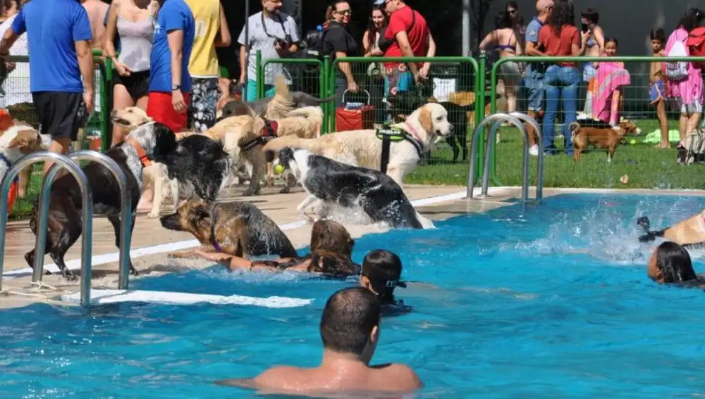 Perros en una piscina