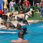 Perros en una piscina
