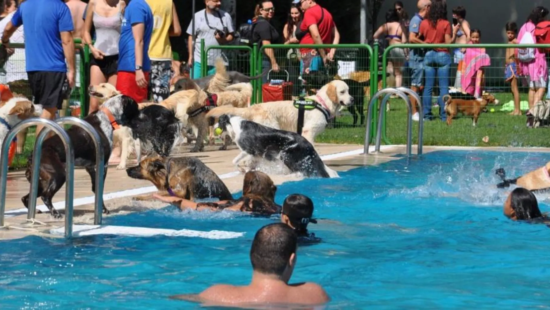 Perros en una piscina